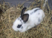 English spot rabbits ready now 8 weeks old