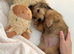 Miniature Longhaired Dachshund