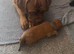 Dogue de Bordeaux for sale