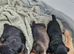 Border terrier puppies