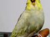 Beautiful Baby Budgies
