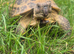 Horsfield tortoise 8 yrs old