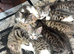 6 kittens for Sale