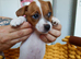 Jack Russel Terier