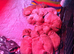 KC Registered Golden Retriever puppies