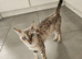 Stunning 5yr Snow Bengal Looking for Her Forever Home