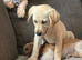 Gorgeous Labrador girl