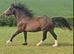 Welsh Gelding