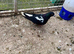 Afghan pigeon