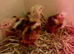 4 Rhode Island Red Chicks