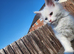 Maine coon