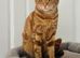 Female cats