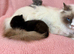 Roagdoll cross maincoon kittens
