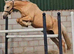 15.1 Beautiful Palamino mare