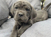 Cane Corso Puppies