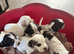 6 beautiful sprocker cross puppy's for sale