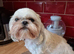 Selena &ndash; Beautiful Shih Tzu Girl
