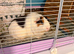 2 Male guinea pigs looking for a good home.