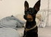 Prague ratter (prazsky Krysarik) stud dog for sale