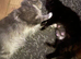 Maine coon kittens