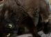 Beautiful Maine Coon kittens