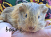 Male guinea pigs
