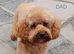 Health tested small maltipoo