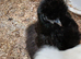 Silkies bantam hens