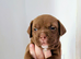 Presa Canario x bully/ staffing mix