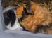 Baby Texel Guinea pigs.