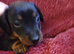 Miniature dachshund puppy's for sale