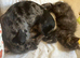 Tortoiseshell female semi long haired kittens