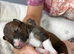Stunning Merle Border Collie puppies for sale