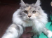 Pure Maine Coon Kittens