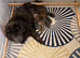 KC registered 6 outstanding adorable chow chow puppies
