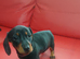 Dachshunt puppys 2 boy 1 girl
