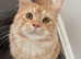 Red/silver male Mainecoon