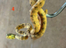 Amazon tree boa babies