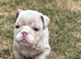 Stunning Rare silver/ lilac Bulldog Puppies