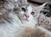 Tica registered ready now