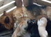 Germanshepherd pups for sale