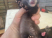 Young polecat ferrets