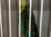 Show budgies