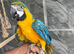 Friendly HandReared Baby Super Tame Blue & Gold Macaw Parrot