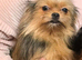 Minuture Yorkipom