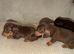 4 Adorable Dachshund Boys Ready to Leave