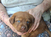 ) Stunning & Unique Shepweiler Mastiff Puppies – Reared with Love!
