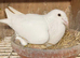 Pigeons