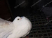 Lovely breeding pair of Fantails