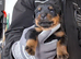 Rottweiler puppies